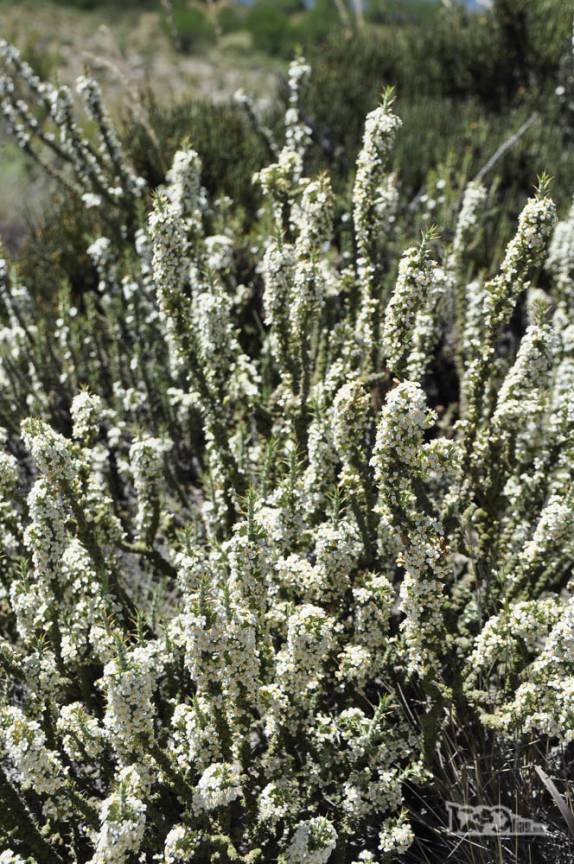 Época de primavera, muitas flores na região de Bariloche, na Argentina